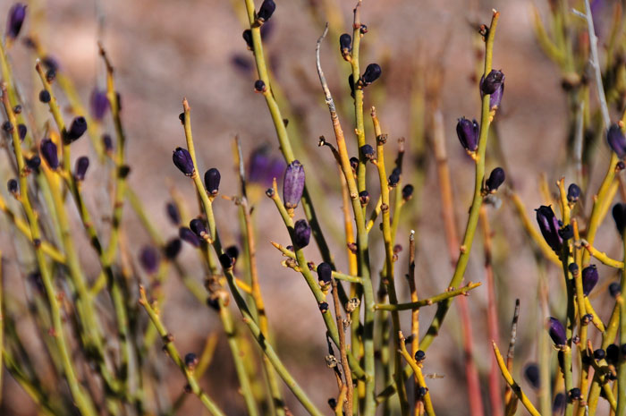Turpentinebroom has blue or purplish funnel form or cylindrical flowers that blooms from April to May. Thamnosma montana